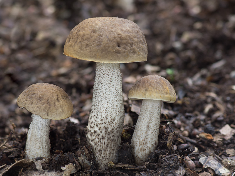 Leccinum pseudoscabrum